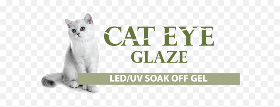 Cat Eye Gel U2014 Cre8tion Products - Cockatiel Png,Cat Eye Png