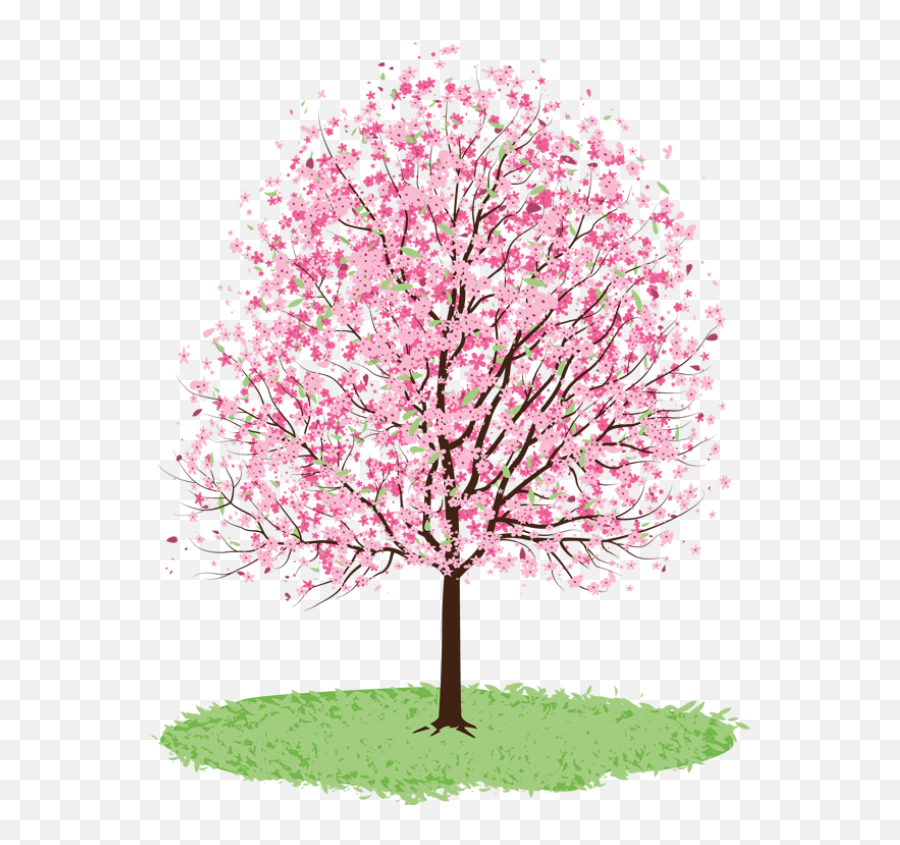 Spring Tree Clipart Transparent Free Download - Drawing Of Cherry Blossom Tree Png,Tree Clipart Transparent
