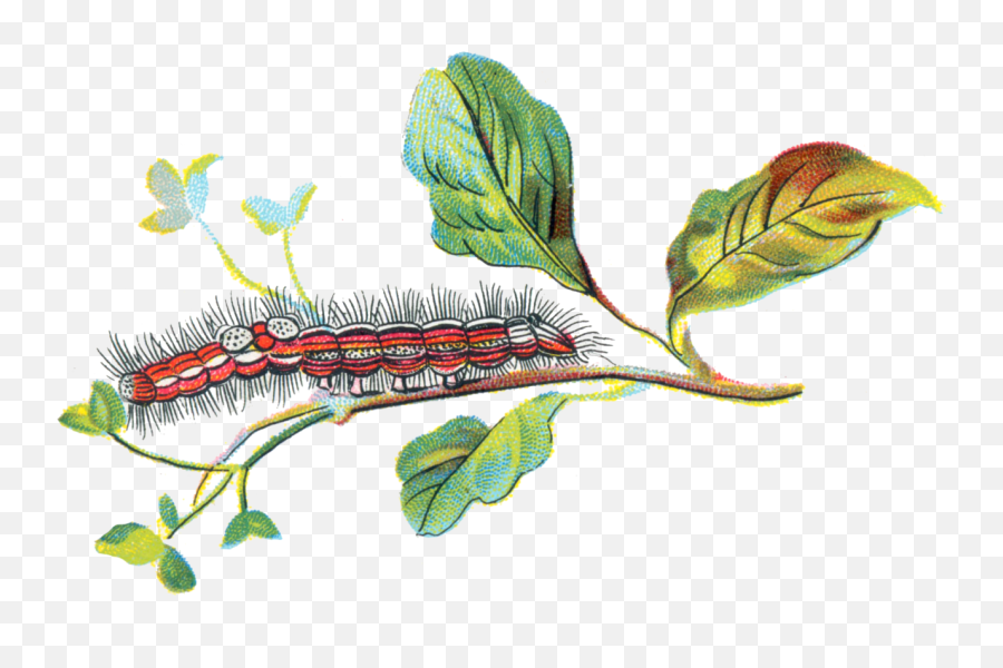 Porthesia Similis Caterpillar - Caterpillar Png,Caterpillar Png