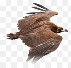 Bright Future For Black Vulture - Png Vulture,Vulture Png