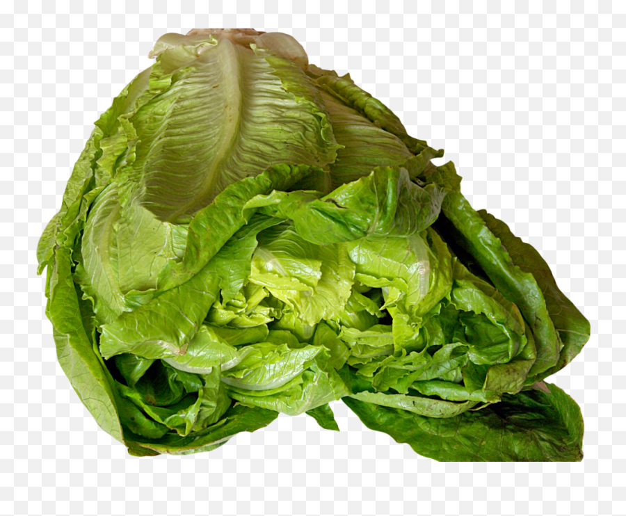 Download Lettuce Png Image - Romaine Lettuce,Lettuce Png