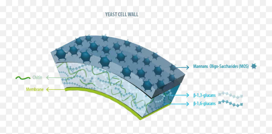Yeast Product For Animal Nutrition - Diagram Png,Yeast Png