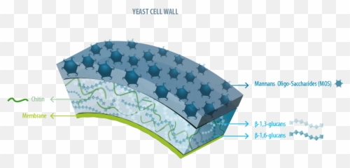 Yeast Product For Animal Nutrition - Diagram Png,Yeast Png