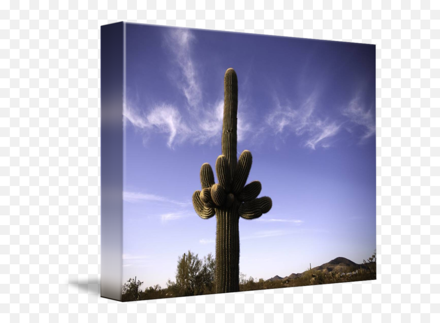 Saguaro Cactus No By John Corney - Hedgehog Cactus Png,Saguaro Png