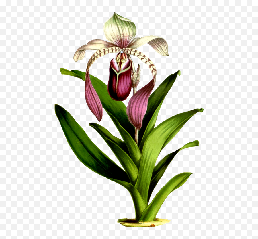 Png Clipart - Flower Draw Botanical Orchid,Botanical Png