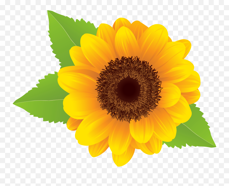 Sunflower Png Clip Art Image - Sunflower Flowers Clip Art,Sunflower Transparent Background