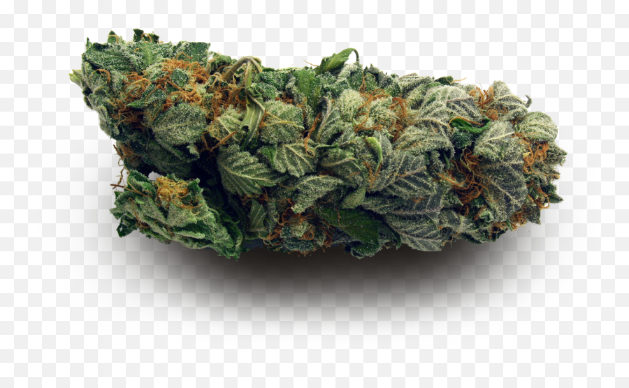 Download Hd I M Too High For This Shit - Marijuana Nug Png,Shit Png