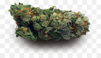 Download Hd I M Too High For This Shit - Marijuana Nug Png,Shit Png