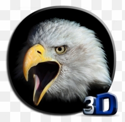 Eagle 3d Video Live Wallpaper - Apps on Google Play License Plate Flag png