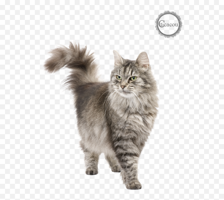 Download Tube Chat Png - Persian Cat Png Png Image With No Siberian Cat,Tube Png