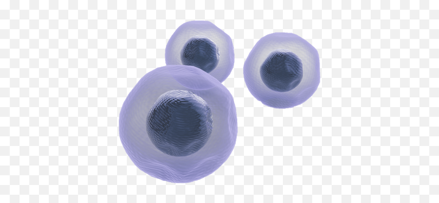 Download Stemcells - Soft Png,Cells Png