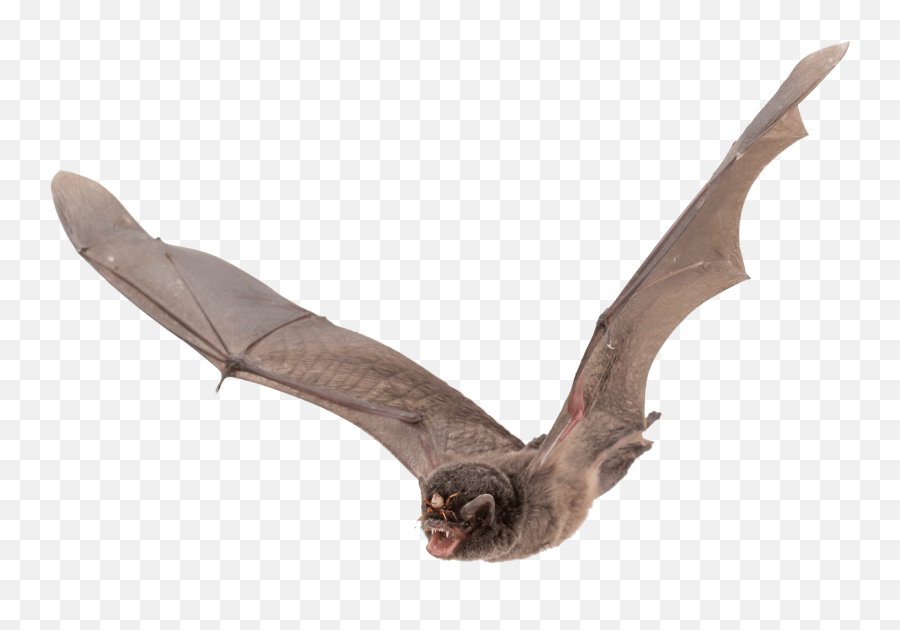Clipart Bat Large - Flying Bat Transparent Background Png,Bats Png