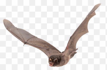 Clipart Bat Large - Flying Transparent Background png
