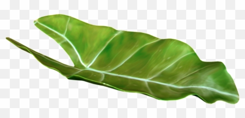 Download Tropical Leaf Png - Vector