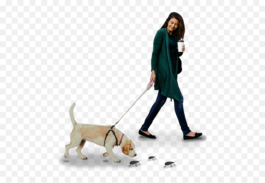 Download Hd Discover - Dog Walking Transparent Png Image Martingale,Dog Walking Png