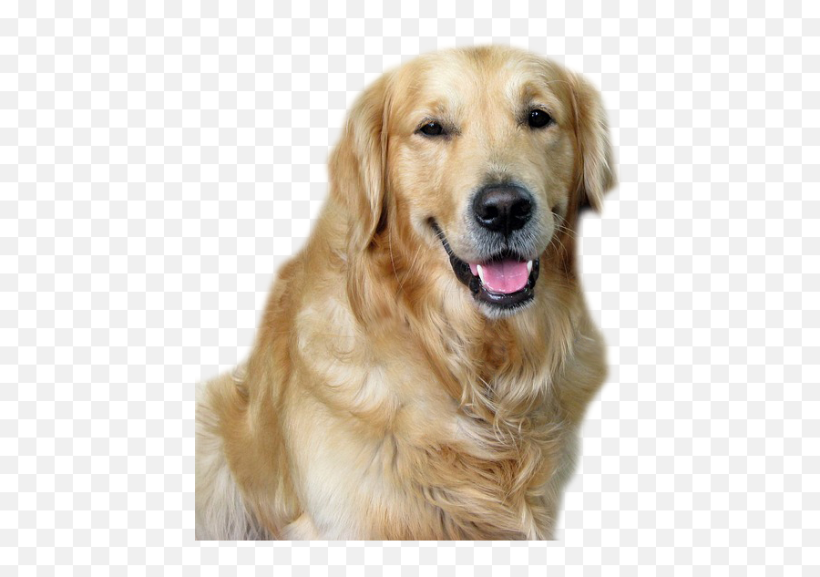 Dog Png Image Beautiful Dogs Transparent Pictures - Free Golden Retriever Cute Dog,Pet Png