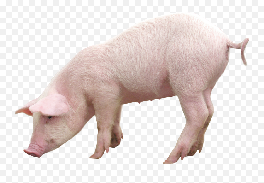 Domestic Pig Clip Art - Pig Png,Piglet Png