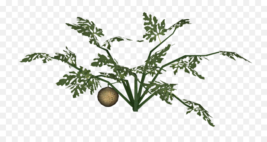 Full Size Png Image - Bush Tomato,Juniper Png