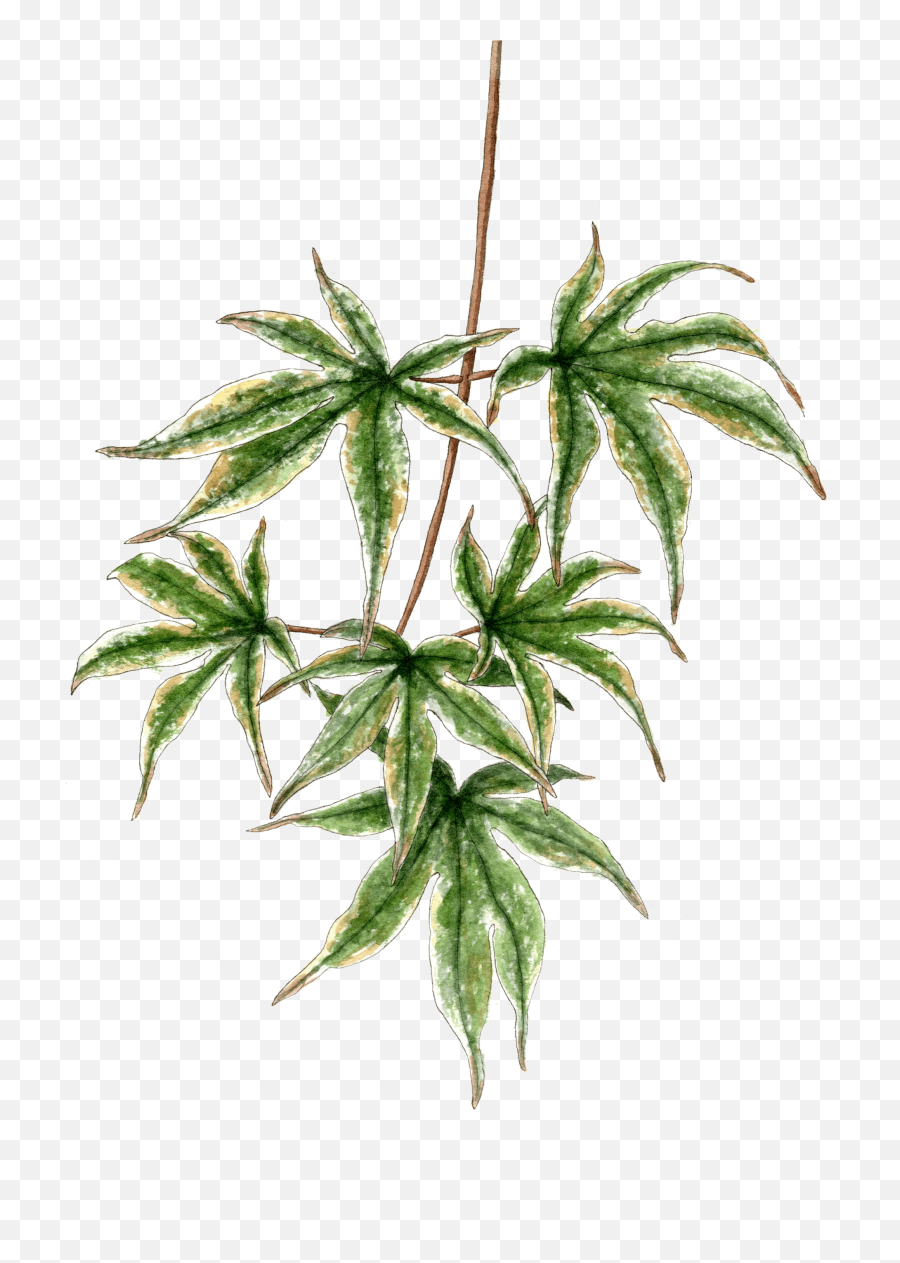 Download Japanese Maple Branch - Houseplant Png,Japanese Maple Png