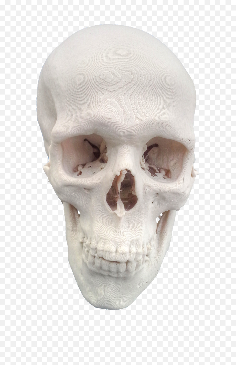 Skeleton Head Png - Skull No Jaw Png Skull 267113 Vippng Skull,Skull Head Png