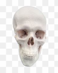 Skeleton Head Png - Skull No Jaw Png 267113 Vippng