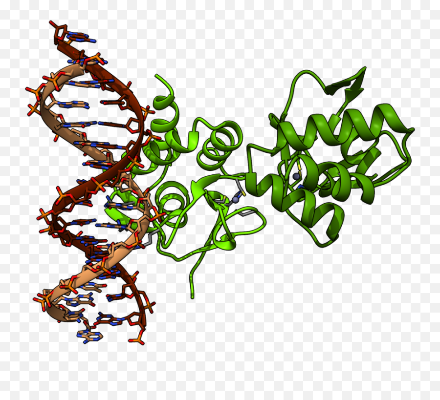 Chimera Render Of Smad4 Protein - Chimera Protein Png,Chimera Png