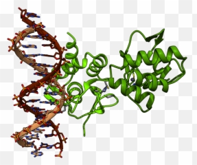 Chimera Render Of Smad4 Protein - Chimera Protein Png,Chimera Png