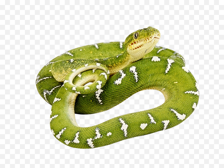 Snake Png Transparent Background Image - Green Snake Png,Snake Transparent  Background - free transparent png images 