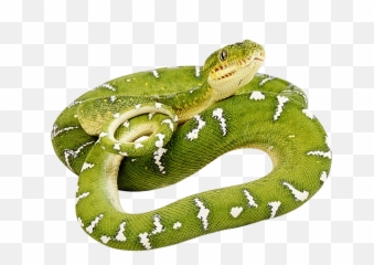 Snake Png Transparent Background Image - Green