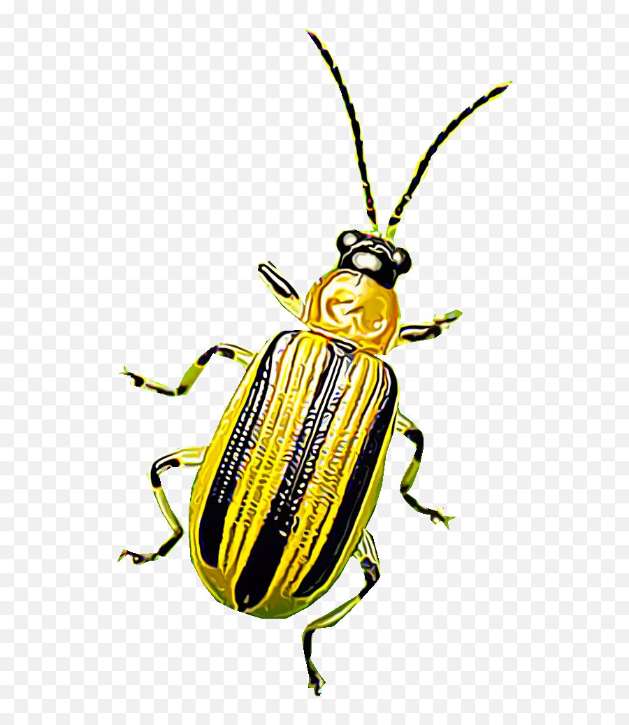 Identify And Control Cucumber Beetles Striped Spotted - Leaf Beetle Png,Beetle Png