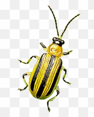 Identify And Control Cucumber Beetles Striped Spotted - Leaf Beetle Png,Beetle Png