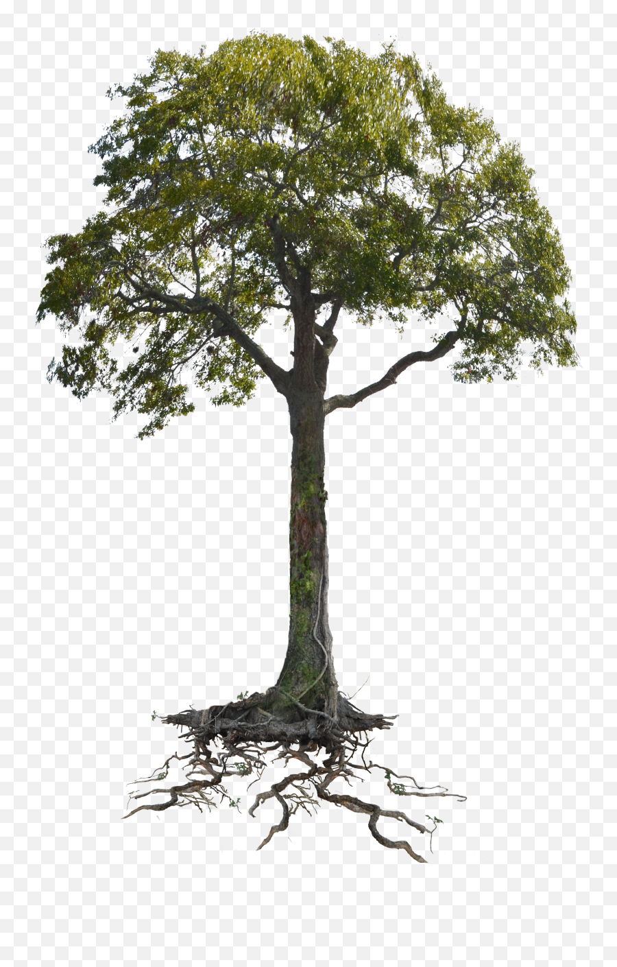 Tree Roots Png Svg Transparent Stock