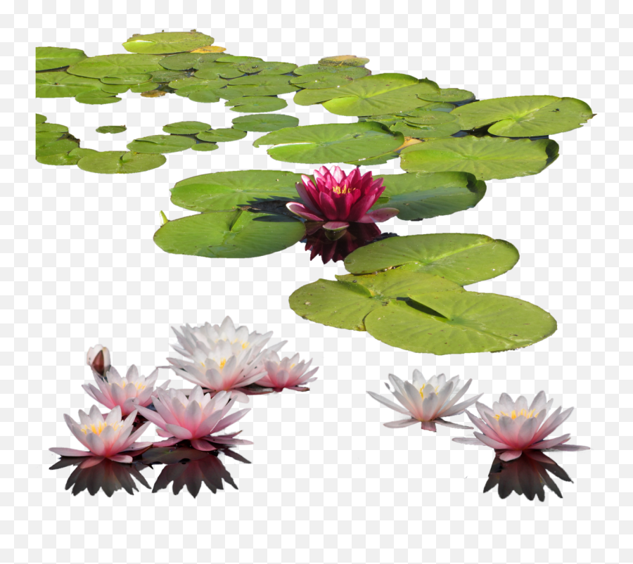 Free Water Lily Png Transparent Images - Water Lilies Png,Lily Transparent Background