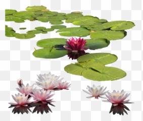 Free Water Lily Png Transparent Images - Water Lilies Png,Lily Transparent Background