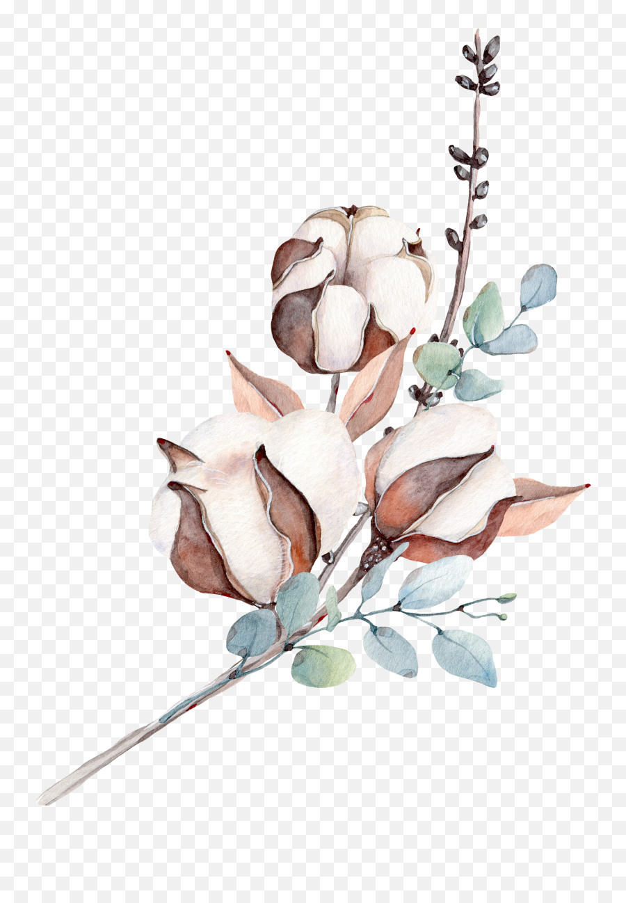Download Botanical Illustration - Transparent Cotton Flower Cotton Plant Transparent Png,Flower Illustration Png