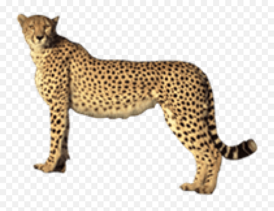 Free Transparent Png Images On Cheetah