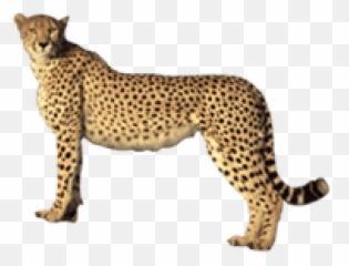 Free Transparent Png Images On Cheetah