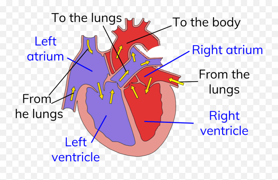 Circuit Heart Png - Diagram For Circulatory System Heart Diagram Circulatory System,Heart Organ Png
