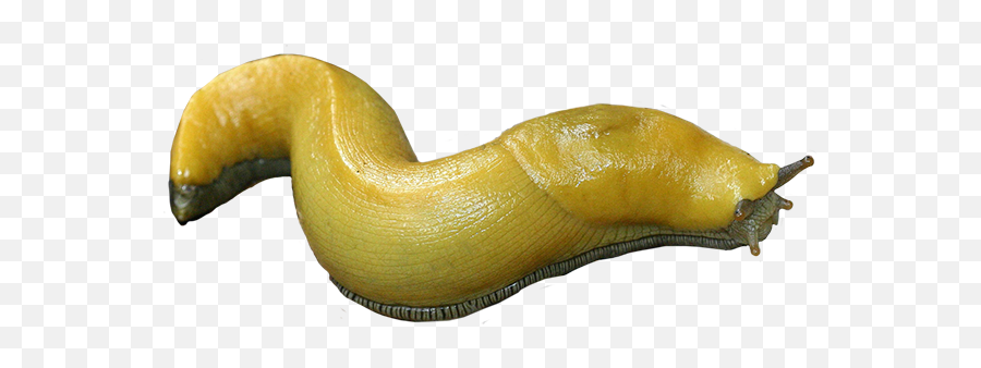 Slug Png - Banana Slug Png,Slug Png