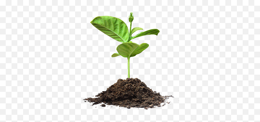 Planting Tree Png Image - Save Tree Png,Planting Png