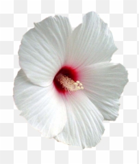 Flower Shoeblackplant Mallows Clip - Shoeblackplant Png,Hibiscus Png
