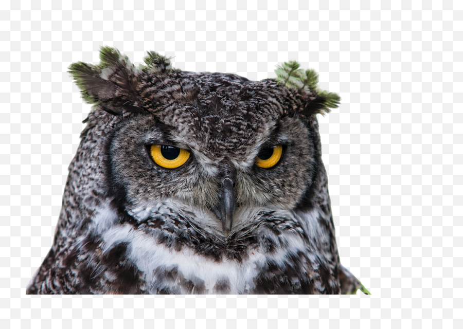 Canvas Print Raptor Grand Duke Owl Png - Coruja Png,Owl Png