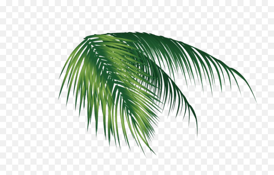 Download Leaf Png Images - Leaf Coconut Png Transparent Png Folha De Coqueiro Png,Palms Png