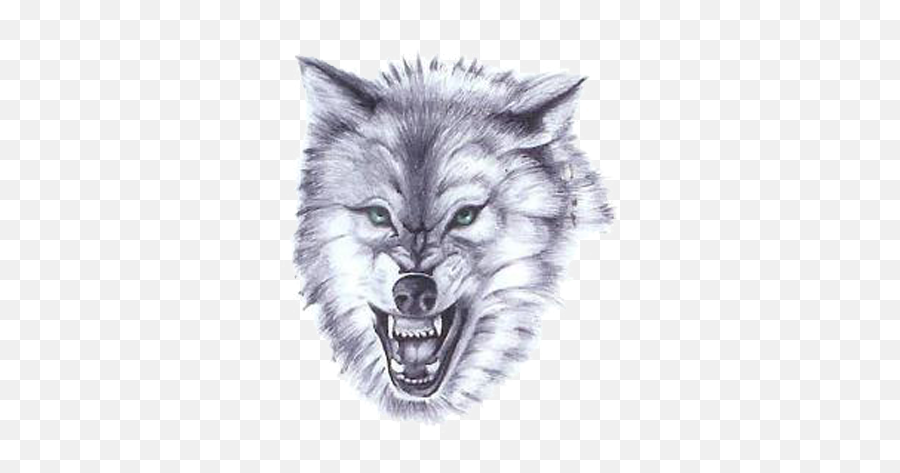 Cream Wolf Head Pictures - 6345 Transparentpng Fierce Wolf Tattoo Designs,Wolf Head Png