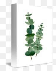 Download Eucalyptus Hd Png - Uokplrs Botanical Watercolour Leaves,Eucalyptus Png