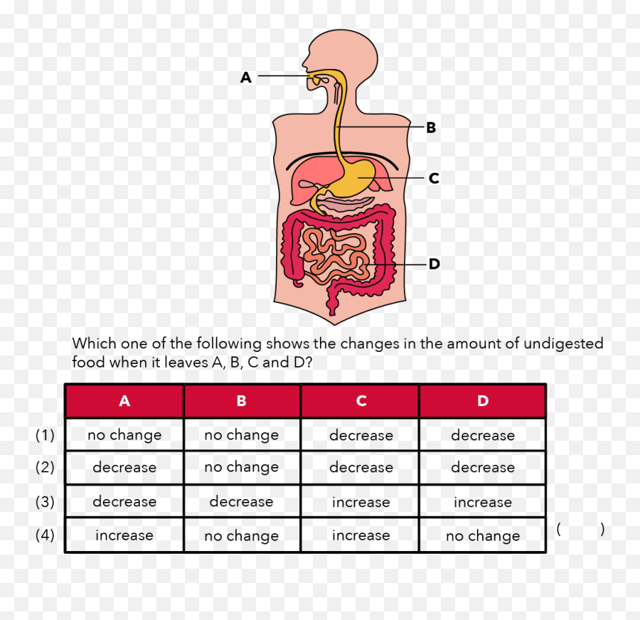 How Undigested Food Changes In The Digestive System - Primary 3 Science Digestive System Png,Digestive System Png