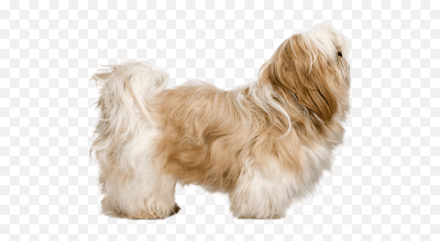 Shih Tzu - Transparent Shih Tzu Png,Shih Tzu Png