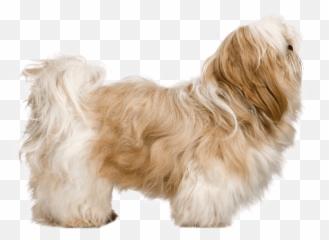 Shih Tzu - Transparent Shih Tzu Png,Shih Tzu Png