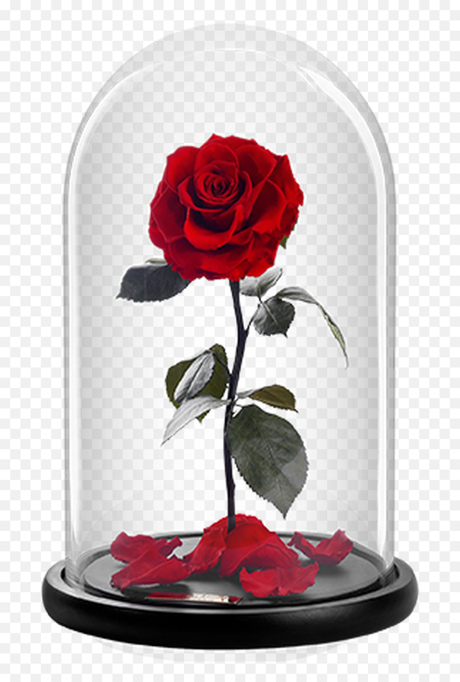 Our Store Png Real Rose