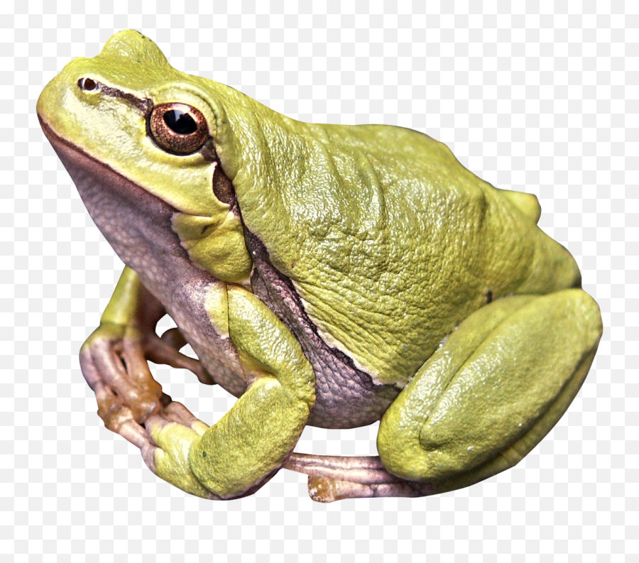 Download - Gay Frog Png,Transparent Frog